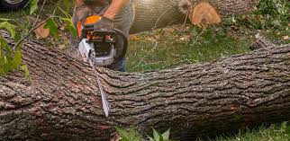 How Our Tree Care Process Works  in  Vanceburg, KY